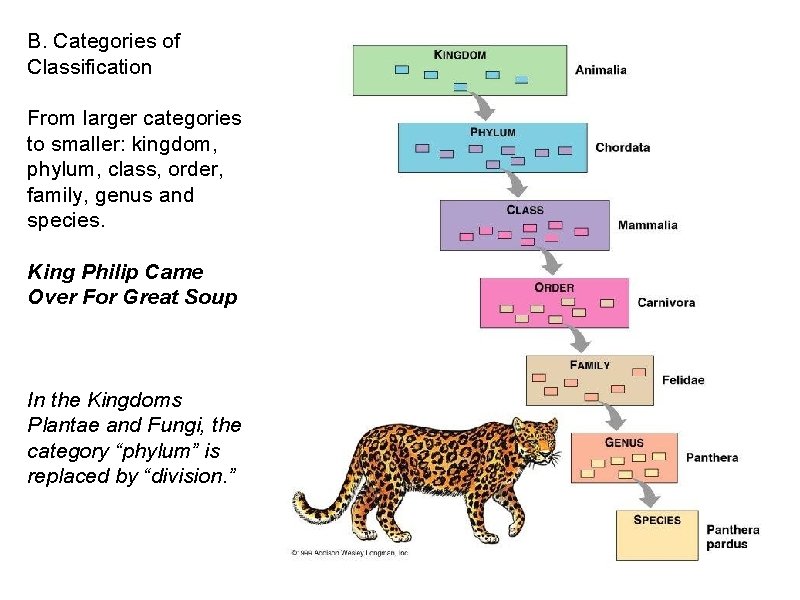 B. Categories of Classification From larger categories to smaller: kingdom, phylum, class, order, family,