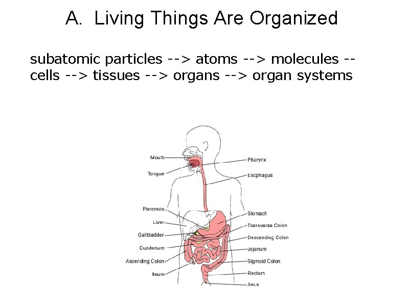 A. Living Things Are Organized subatomic particles --> atoms --> molecules -cells --> tissues