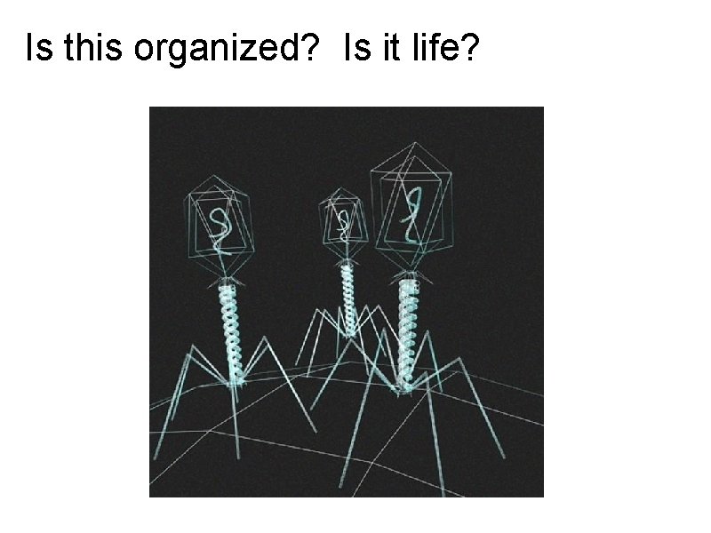Is this organized? Is it life? 
