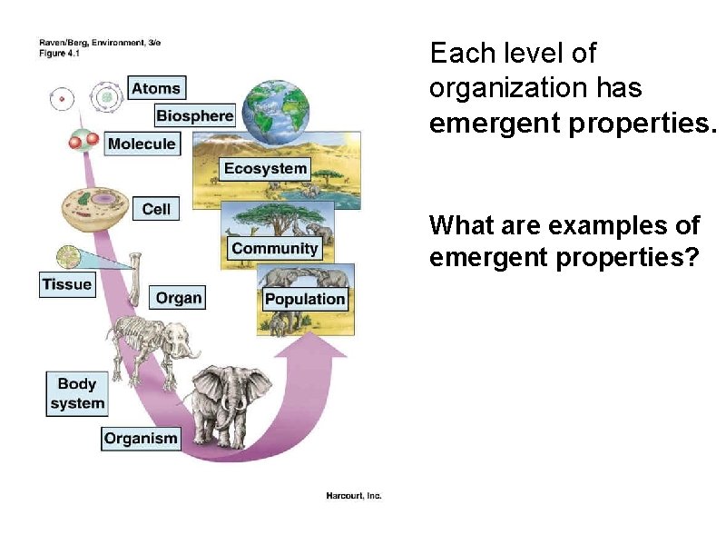Each level of organization has emergent properties. What are examples of emergent properties? 