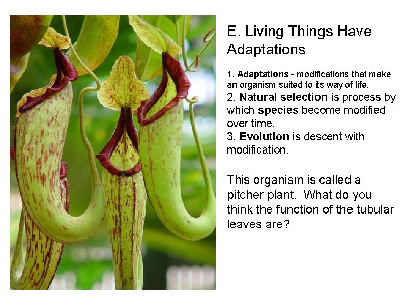 E. Living Things Have Adaptations 1. Adaptations - modifications that make an organism suited