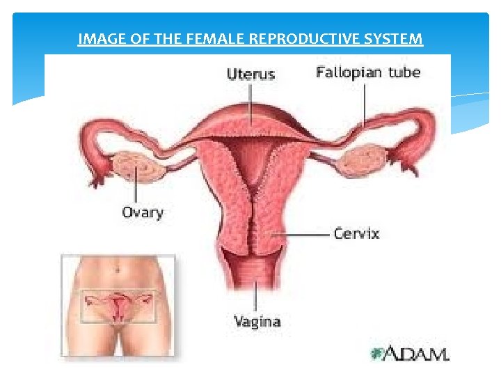 IMAGE OF THE FEMALE REPRODUCTIVE SYSTEM 