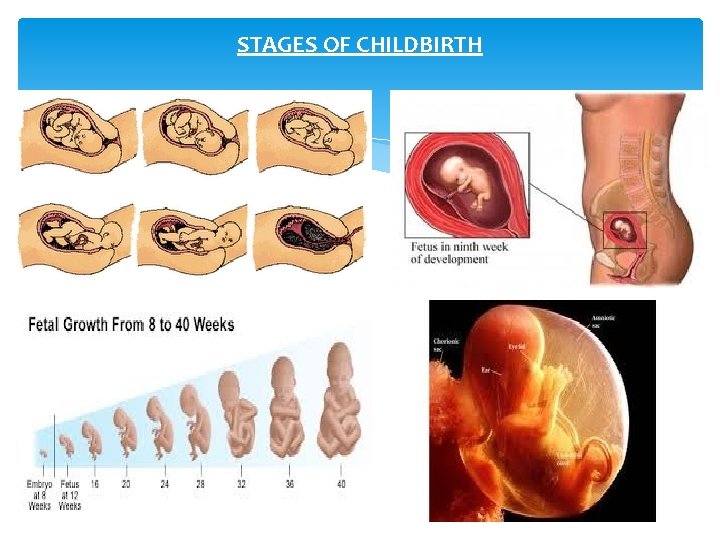 STAGES OF CHILDBIRTH 