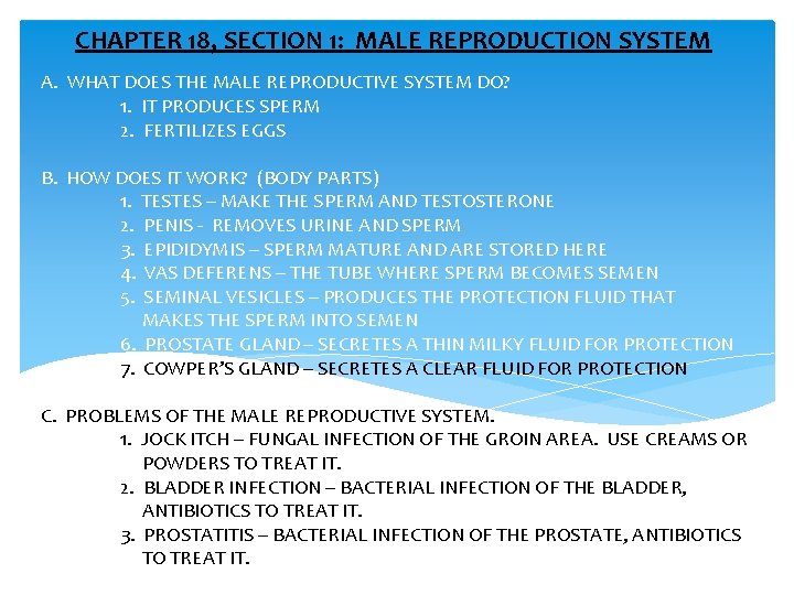 CHAPTER 18, SECTION 1: MALE REPRODUCTION SYSTEM A. WHAT DOES THE MALE REPRODUCTIVE SYSTEM