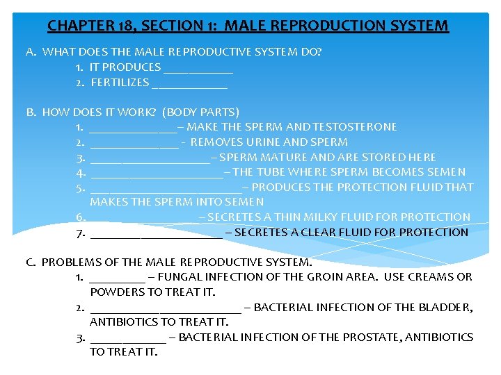 CHAPTER 18, SECTION 1: MALE REPRODUCTION SYSTEM A. WHAT DOES THE MALE REPRODUCTIVE SYSTEM