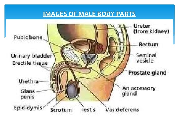 IMAGES OF MALE BODY PARTS 