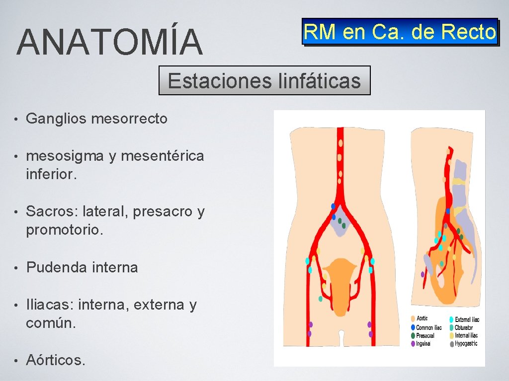 ANATOMÍA RM en Ca. de Recto Estaciones linfáticas • Ganglios mesorrecto • mesosigma y