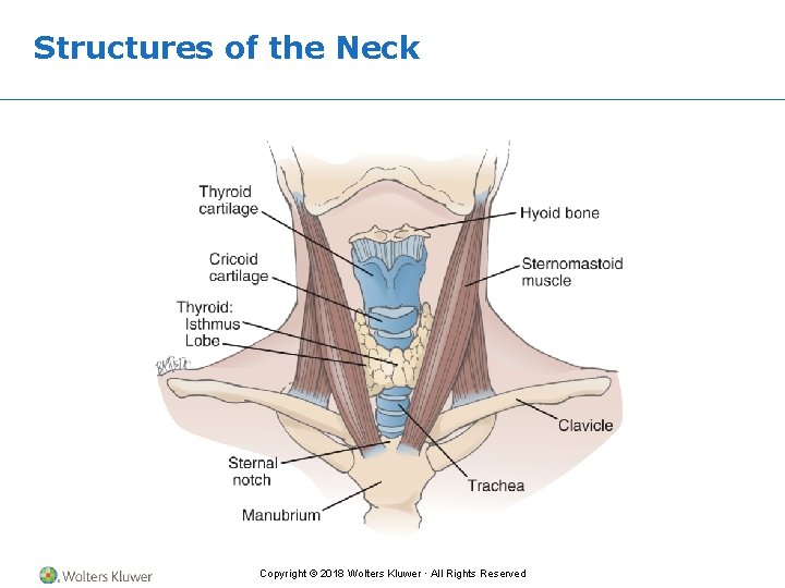 Structures of the Neck Copyright © 2018 Wolters Kluwer · All Rights Reserved 