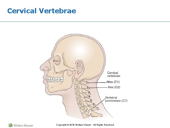 Cervical Vertebrae Copyright © 2018 Wolters Kluwer · All Rights Reserved 