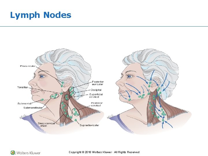 Lymph Nodes Copyright © 2018 Wolters Kluwer · All Rights Reserved 