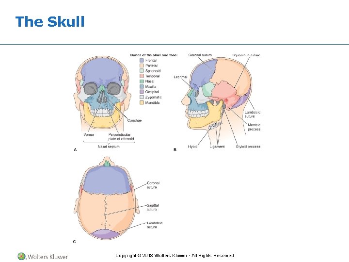 The Skull Copyright © 2018 Wolters Kluwer · All Rights Reserved 