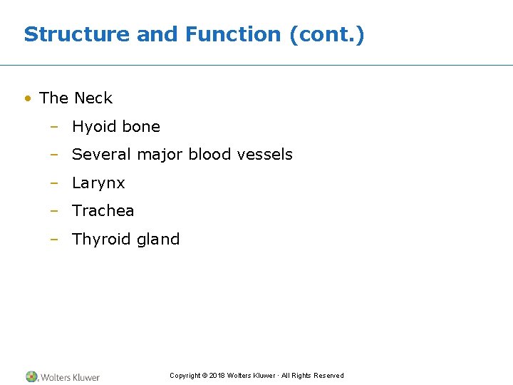 Structure and Function (cont. ) • The Neck – Hyoid bone – Several major