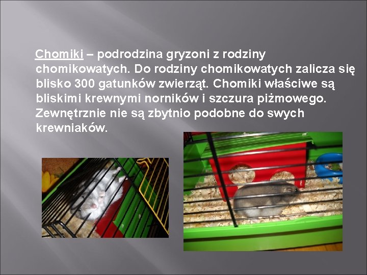 Chomiki – podrodzina gryzoni z rodziny chomikowatych. Do rodziny chomikowatych zalicza się blisko 300