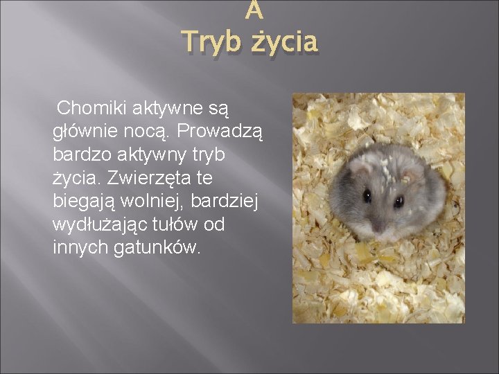 Tryb życia Chomiki aktywne są głównie nocą. Prowadzą bardzo aktywny tryb życia. Zwierzęta te