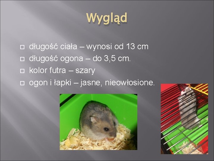 Wygląd długość ciała – wynosi od 13 cm długość ogona – do 3, 5