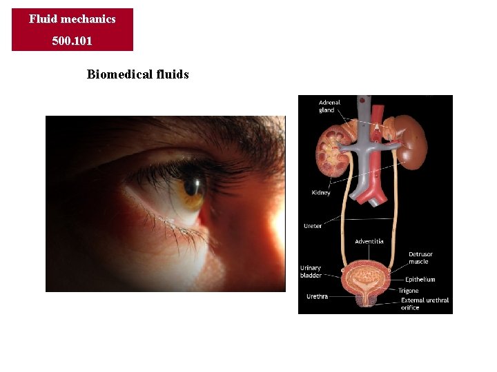 Fluid mechanics 500. 101 Biomedical fluids 