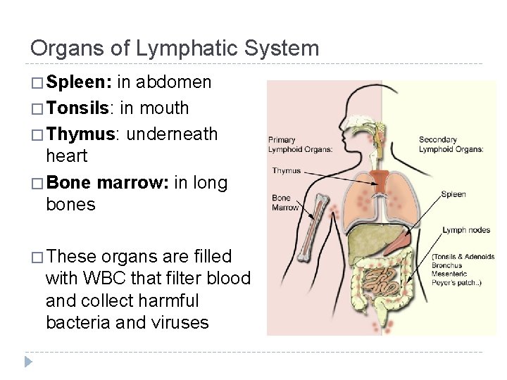 Organs of Lymphatic System � Spleen: in abdomen � Tonsils: in mouth � Thymus: