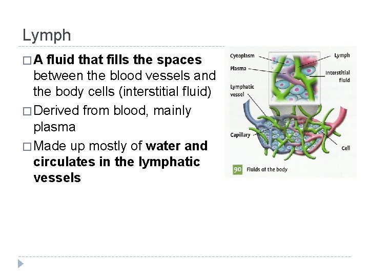 Lymph �A fluid that fills the spaces between the blood vessels and the body