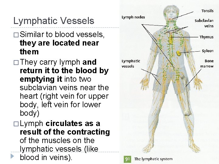 Lymphatic Vessels � Similar to blood vessels, they are located near them � They