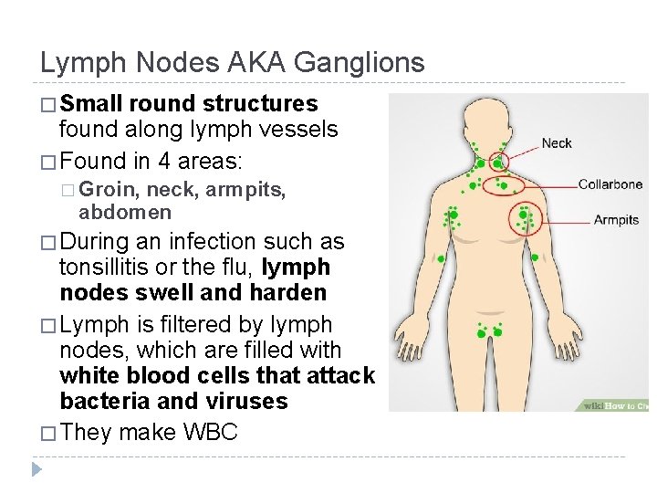 Lymph Nodes AKA Ganglions � Small round structures found along lymph vessels � Found