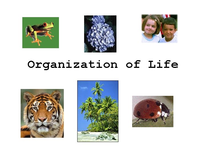 Organization of Life 