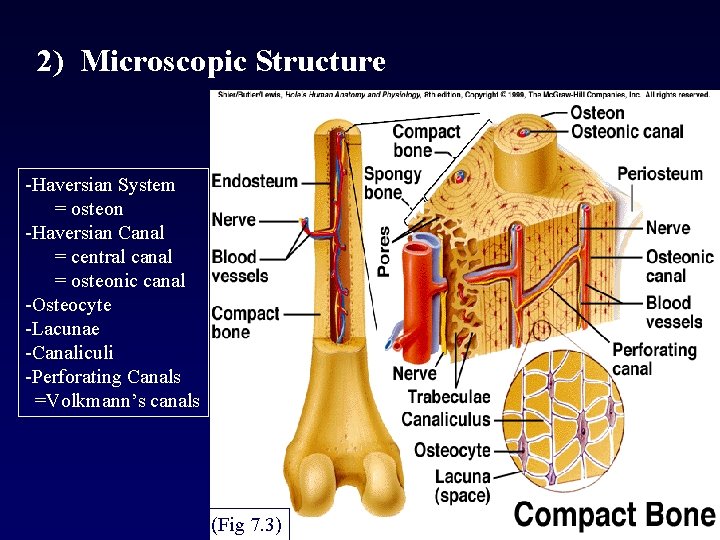 2) Microscopic Structure -Haversian System = osteon -Haversian Canal = central canal = osteonic