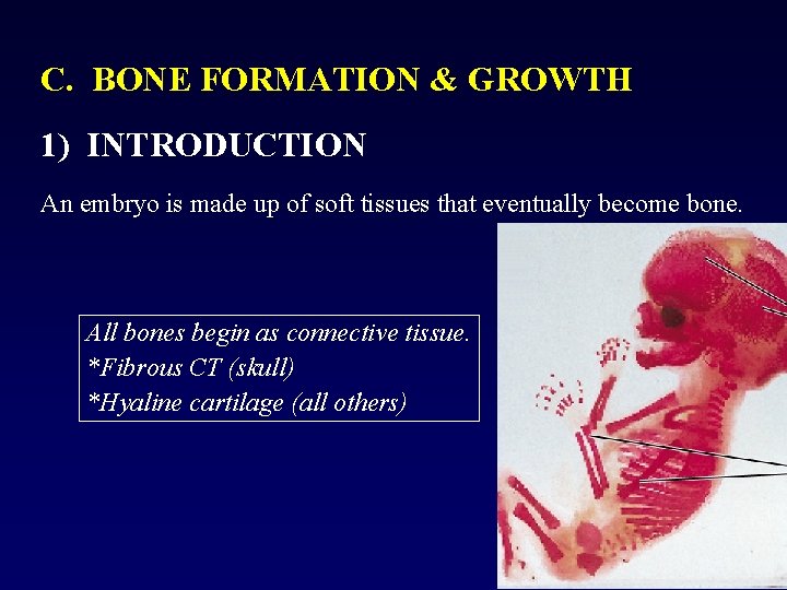 C. BONE FORMATION & GROWTH 1) INTRODUCTION An embryo is made up of soft