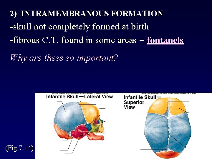 2) INTRAMEMBRANOUS FORMATION -skull not completely formed at birth -fibrous C. T. found in