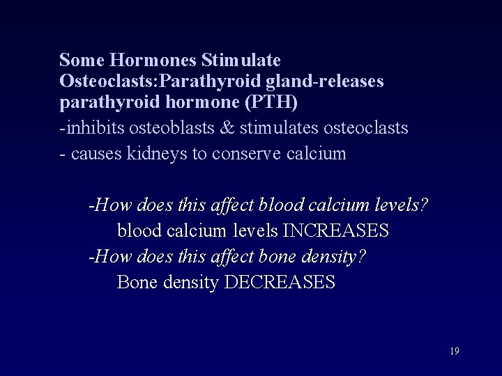 Some Hormones Stimulate Osteoclasts: Parathyroid gland-releases parathyroid hormone (PTH) -inhibits osteoblasts & stimulates osteoclasts