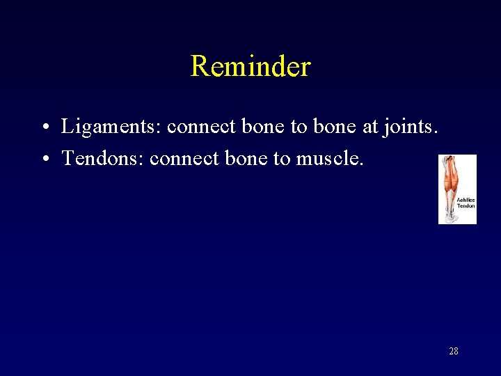 Reminder • Ligaments: connect bone to bone at joints. • Tendons: connect bone to