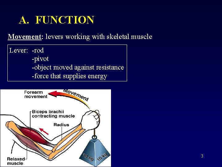 A. FUNCTION Movement: levers working with skeletal muscle Lever: -rod -pivot -object moved against