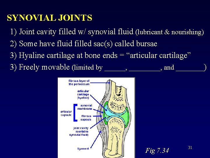 SYNOVIAL JOINTS 1) Joint cavity filled w/ synovial fluid (lubricant & nourishing) 2) Some
