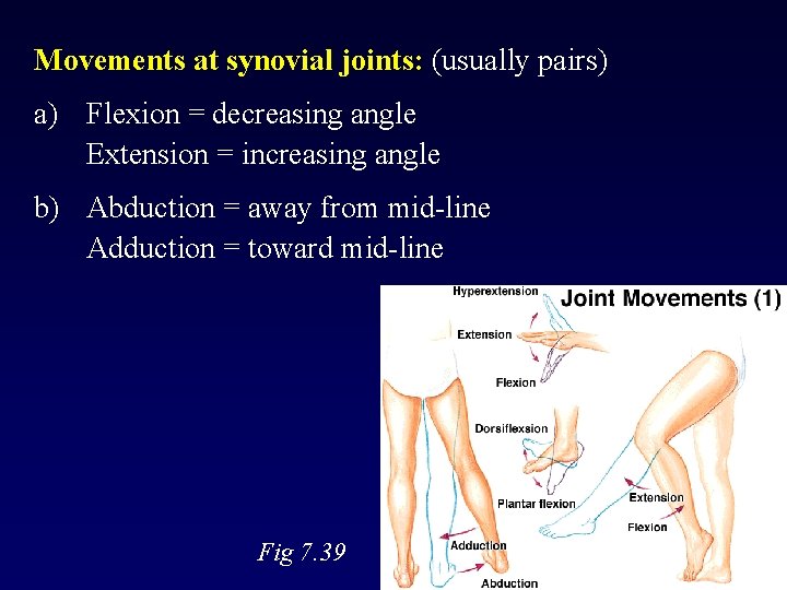 Movements at synovial joints: (usually pairs) a) Flexion = decreasing angle Extension = increasing
