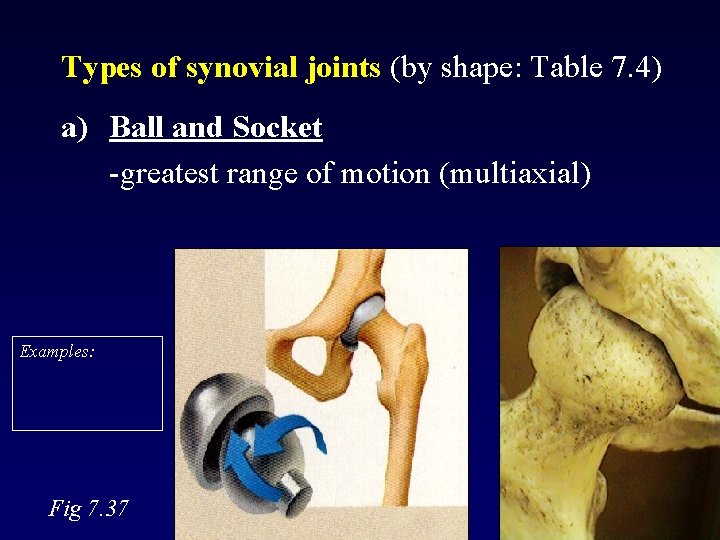 Types of synovial joints (by shape: Table 7. 4) a) Ball and Socket -greatest