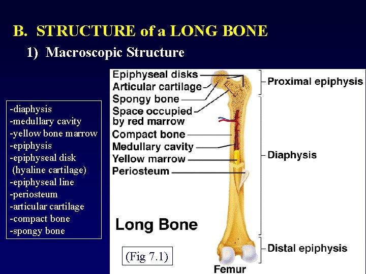 B. STRUCTURE of a LONG BONE 1) Macroscopic Structure -diaphysis -medullary cavity -yellow bone