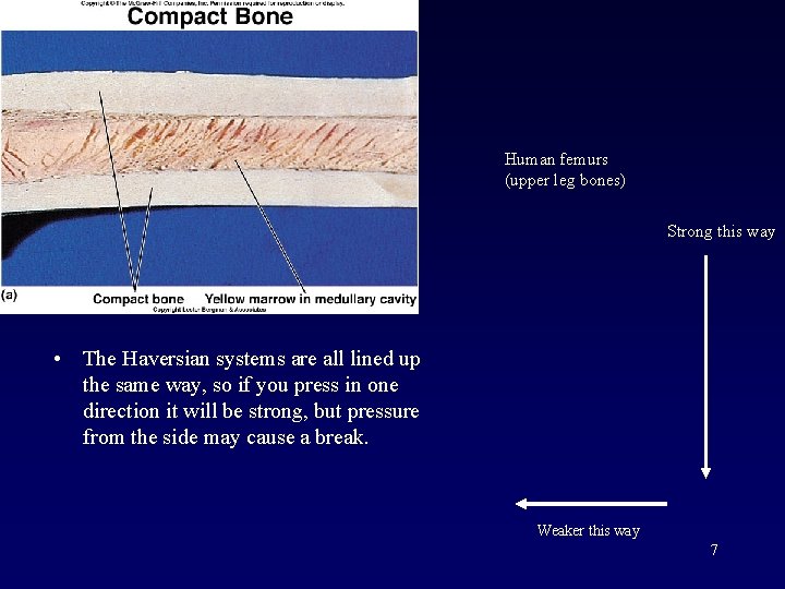 Human femurs (upper leg bones) Strong this way • The Haversian systems are all