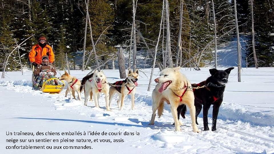 Un traîneau, des chiens emballés à l’idée de courir dans la neige sur un