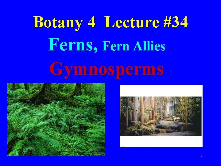 Botany 4 Lecture #34 Ferns, Fern Allies Gymnosperms 1 
