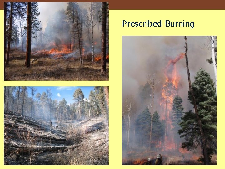 Prescribed Burning 
