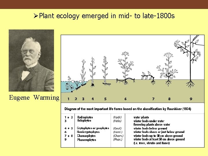 ØPlant ecology emerged in mid- to late-1800 s Eugene Warming 