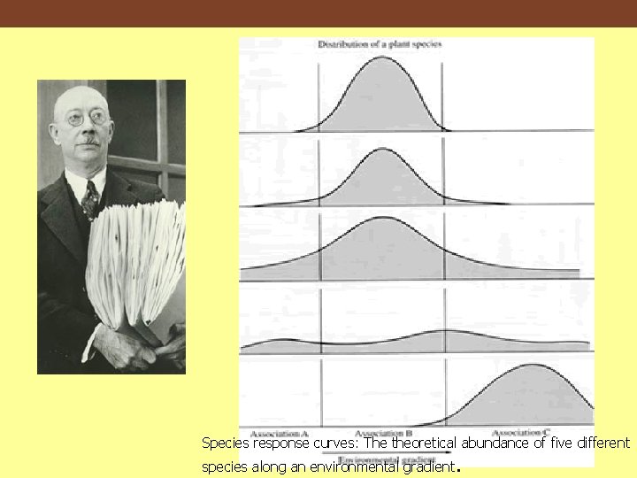Species response curves: The theoretical abundance of five different species along an environmental gradient.