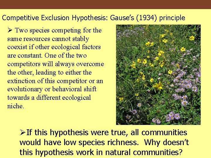 Competitive Exclusion Hypothesis: Gause’s (1934) principle Ø Two species competing for the same resources