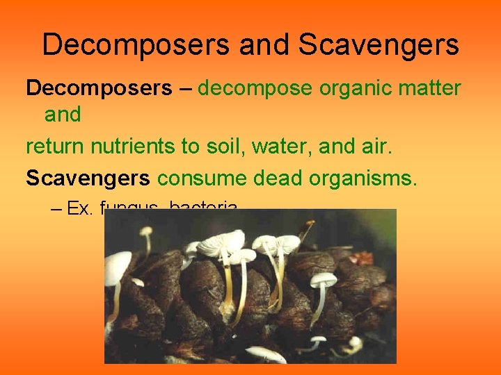 Decomposers and Scavengers Decomposers – decompose organic matter and return nutrients to soil, water, Decomposers and Scavengers Decomposers – decompose organic matter and return nutrients to soil, water,