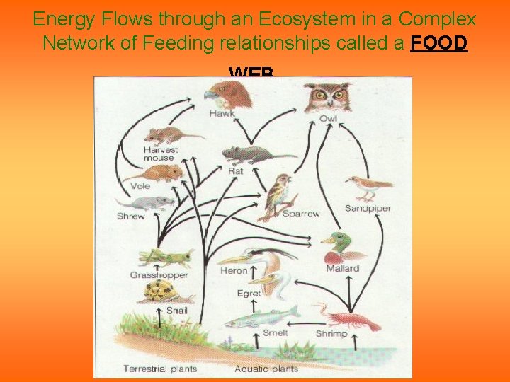 Energy Flows through an Ecosystem in a Complex Network of Feeding relationships called a Energy Flows through an Ecosystem in a Complex Network of Feeding relationships called a