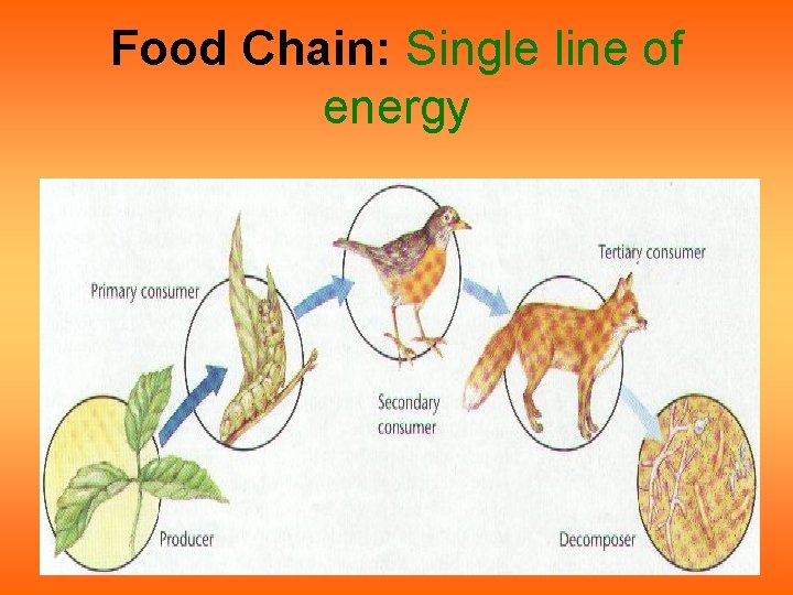 Food Chain: Single line of energy Food Chain: Single line of energy