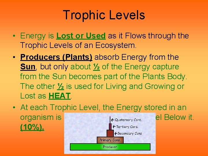Trophic Levels • Energy is Lost or Used as it Flows through the Trophic Trophic Levels • Energy is Lost or Used as it Flows through the Trophic