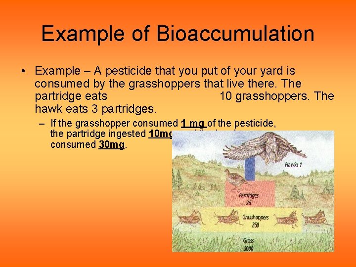Example of Bioaccumulation • Example – A pesticide that you put of your yard Example of Bioaccumulation • Example – A pesticide that you put of your yard
