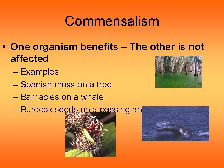 Commensalism • One organism benefits – The other is not affected – Examples – Commensalism • One organism benefits – The other is not affected – Examples –