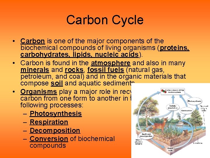 Carbon Cycle • Carbon is one of the major components of the biochemical compounds Carbon Cycle • Carbon is one of the major components of the biochemical compounds