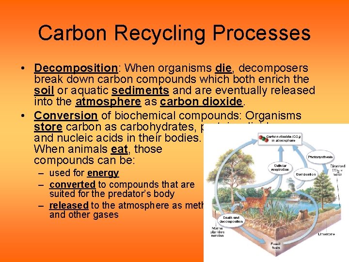 Carbon Recycling Processes • Decomposition: When organisms die, decomposers break down carbon compounds which Carbon Recycling Processes • Decomposition: When organisms die, decomposers break down carbon compounds which